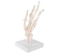 VILLFUL Scheletro Modello Anatomico Articolato Della Mano Base Del Modello Labs Per Didattica Medica Modelli Di Scheletro Della Mano Umana