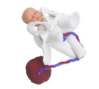VILLFUL Set Di Modello Di Bacino Femminile Per Parto Simulatore Realistico Del Processo Di Nascita Strumento Didattico Per Formazione Ostetrica E Corsi Prenatali