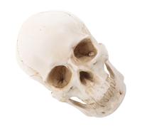 VILLFUL Smontabile per Anatomia Decorativo e Realistico per Studio e Collezione