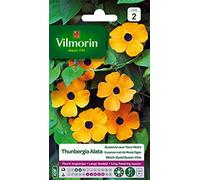 Vilmorin 5809542 Pianta rampicante, Giallo, 90 x 2 x 160 cm