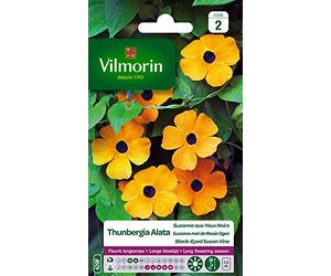 Vilmorin 5809542 Pianta rampicante, Giallo, 90 x 2 x 160 cm