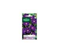 VILMORIN Ipomée pourpre