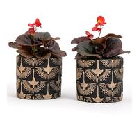 Vimin Box Coppia di Vasi in Terracotta, decorati a mano, NERO e ORO, per Piante e Fiori, Decorazione Casa, Diametro 11cm - 11cm (Nero/Oro, 2x S)