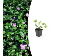 Vinca Major Sempreverde per Giardino, Viola, Set da 6, Vaso 9cm