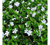Vinca Minor Alba, pianta tappezzante sempreverde da giardino