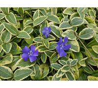 Vinca minor 'Blue and Gold' - 24 piante - Sempreverde - Fiori blu-viola - foglie giallo oro - 10 - 25 cm - Ø 9 cm - tolleranza all'ombra e facile da pulire