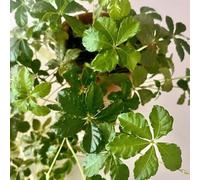 Vino selvatico - recisi balcone biologici per esterno Giardino roccioso resistenti per il pieno sole decorazioni giardino esterni serre 100semi