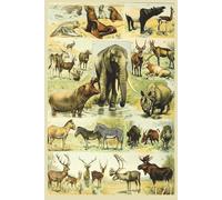 Vintage Animals Design 2 -Design Composition Notebook - 120 Ruled Pages - Paperback: Ideal for study, journal or note taking