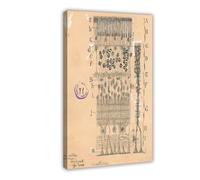 Vintage Cell Drawing - Eye Retina by Santiago Ramon Y Cajal Art Wall Decoration Poster Family Bar Ristorante Garage Cafe Cartello artistico Cornice regalo 40,6 x 61 cm