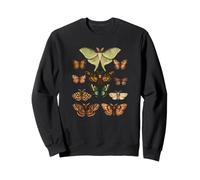 Vintage Falene e Farfalle Entomologia Natura Arte Felpa