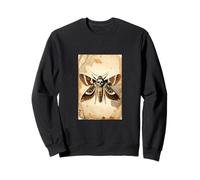 Vintage Testa di Morte Hawkmoth Entomologia Scientifica Arte Felpa
