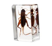 VINTORKY Specimen Resin Cricket Display for Education and Decoration Unique Insect Collection for Kids Lightweight and Portable Resin Crafts