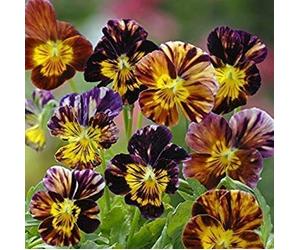 VIOLA CORNUTA PENNELLATA D'AUTORE NR.100 SEMI