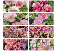 viola cornuta - tagliate di primavera semi di balcone serbatoio selvaggio balcone semi giardino selvaggio riverdimento tetti perenni 450pcs