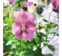 viola del pensiero, balcone giardino interno varietà antiche 350semi