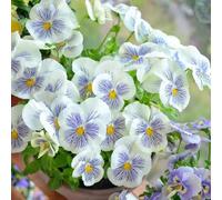 viola del pensiero comprare semi, decorativa da aiuola rialzata da giardino resistenti per esterni primaverili 300pcs