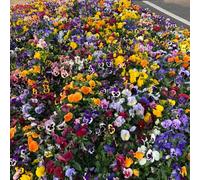 viola del pensiero comprare semi, decorative da interno resistenti interno balcone in serra 900pcs