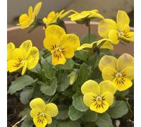viola del pensiero, decorazione giardino balcone resistenti 450semi