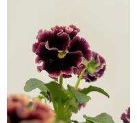 viola del pensiero giardino balcone resistenti decorazione 800semi