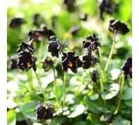 viola del pensiero giardino decorative esotiche raro biologici 420semi