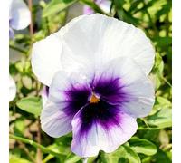 viola del pensiero raro giardino biologici esterno balcone interna 800semi