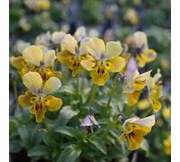 viola del pensiero resistenti biologiche varietà antiche interno 250semi