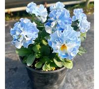 viola del pensiero - Viola tricolore - giardino interni resistenti semi ufficio semi balcone giardino decorativo Copertura 450pcs