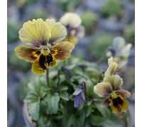 viola del pensiero - Viola tricolore - resistenti semi decorativi da ufficio di copertura semi balcone 50pcs