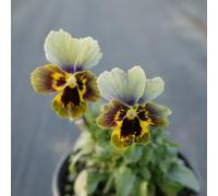 viola del pensiero - Viola tricolore - semi resistenti balcone decorativi selvaggi ufficio semi selvaggi giardino interni 50pcs