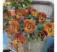 viola del pensiero - Viola tricolore ufficio semi di esotiche vaso resistenti balcone semi di 420pcs