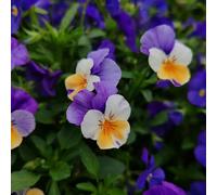 viola pensiero giardino varietà antiche interno decorazioni 1000semi