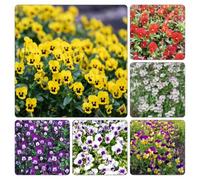 viola pensiero in vaso resistenti esotiche giardino 500semi