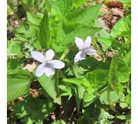 viola profumati, Viola odorata, biologiche decorazioni giardino 300semi