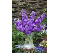 VIOLACCIOCCA EXCELSIOR LAVANDA NR.30 SEMI
