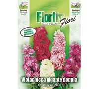 Violaciocca Gigante Doppio Mix
