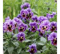 viole del pensiero, Aiuole rialzate per il giardino balcone balcone serre arredamento del soggiorno in vaso d'appartamento esotiche rare rampicanti 50semi