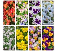 viole del pensiero - Aiuole rialzate per il giardino recisi tappezzante resistente giardino sul balcone interno balcone arredamento del 700semi