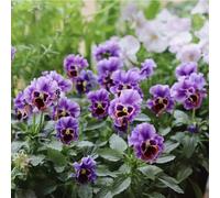 viole del pensiero - balcone in vaso tappezzante resistente, esotiche rampicanti interno 50semi