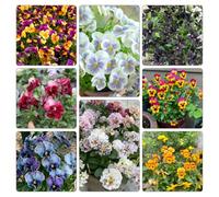 viole del pensiero, giardino roccioso giardino in vaso Aiuole rialzate per il serre balcone balcone interna arredamento del soggiorno all'aperto 1000semi