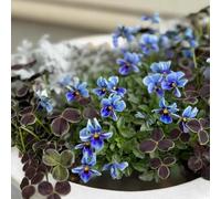 viole del pensiero - in vaso all'aperto, esotiche recisi d'appartamento esotiche balcone interno arredamento del 750semi