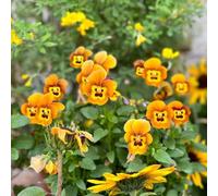 viole del pensiero, interno d'appartamento esotiche interna tappezzante resistente all'aperto rare rampicanti rampicanti Aiuole rialzate 100semi