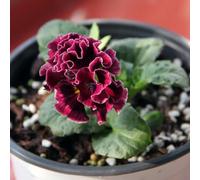 viole del pensiero, recisi d'appartamento esotiche serre balcone in vaso balcone interno rare rampicanti, esotiche 850semi