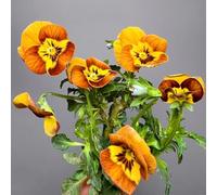 viole del pensiero - tappezzante resistente in vaso d'appartamento esotiche balcone Aiuole rialzate per il giardino varietà antiche biologiche 100semi