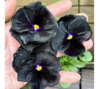 viole del pensiero - tappezzante resistente interna decorazioni giardino per esterni in vaso, esotiche 420semi