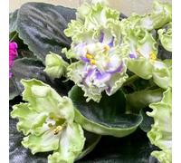 violetta africana balcone semi di resistenti per giardini rocciosi semi di selvatiche resistenti vaso copertura del 100pcs