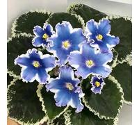 violetta africana balcone semi resistenti al coperto resistenti giardini 200pcs