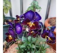 violetta cornuta interno in vaso balcone d'appartamento esotiche serre giardino sul raro Aiuole rialzate per il 750semi
