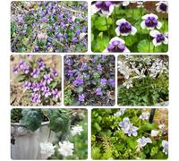 violetta dolce - violette dolci balcone primavera balcone estivi primaverili ufficio semi al coperto tetti verdi semi 400pcs