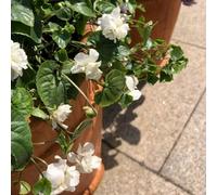 violetta dolce - violette dolci di al coperto semi di d'appartamento esotiche balcone resistente 350pcs