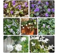 violetta dolce - violette dolci giardino interni balcone primavera balcone acquistare semi reverdecimiento tetti estate primavera ufficio 250pcs